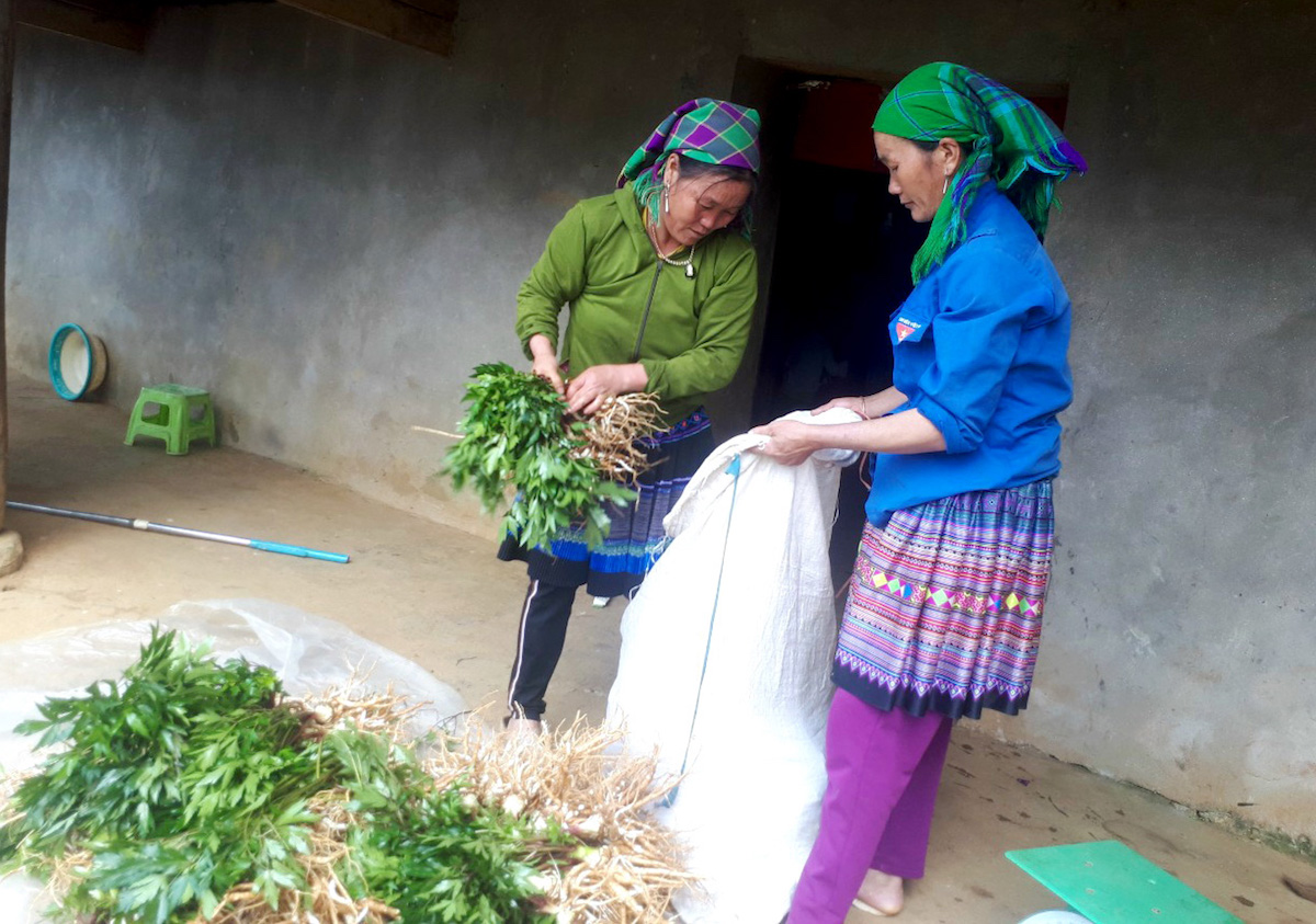 Nhiều người dân có được việc làm ổn định tại HTX Mản Thẩn, với công việc trồng, chăm sóc và chế biến sản phẩm dược liệu.