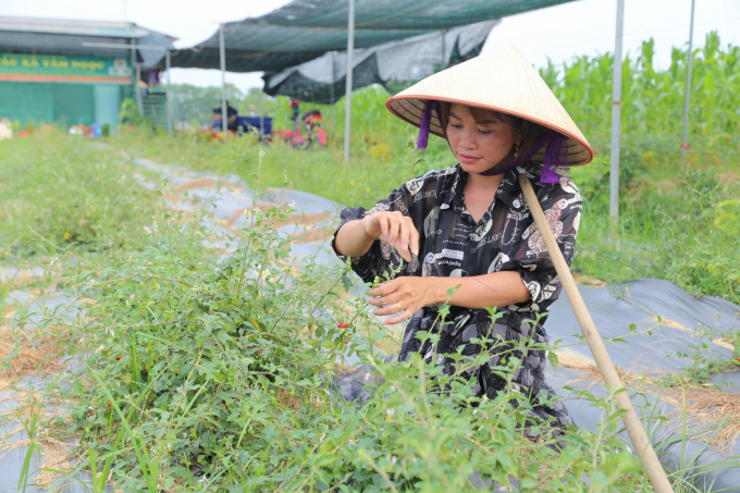 Phát triển dược liệu theo chuỗi giá trị giúp nhiều địa phương thu được những hiệu quả tích cực trong xây dựng nông thôn mới.