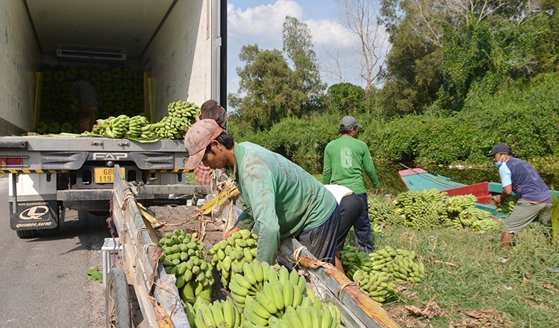 Người dân An Minh Bắc được HTX hỗ trợ tiêu thụ chuỗi.