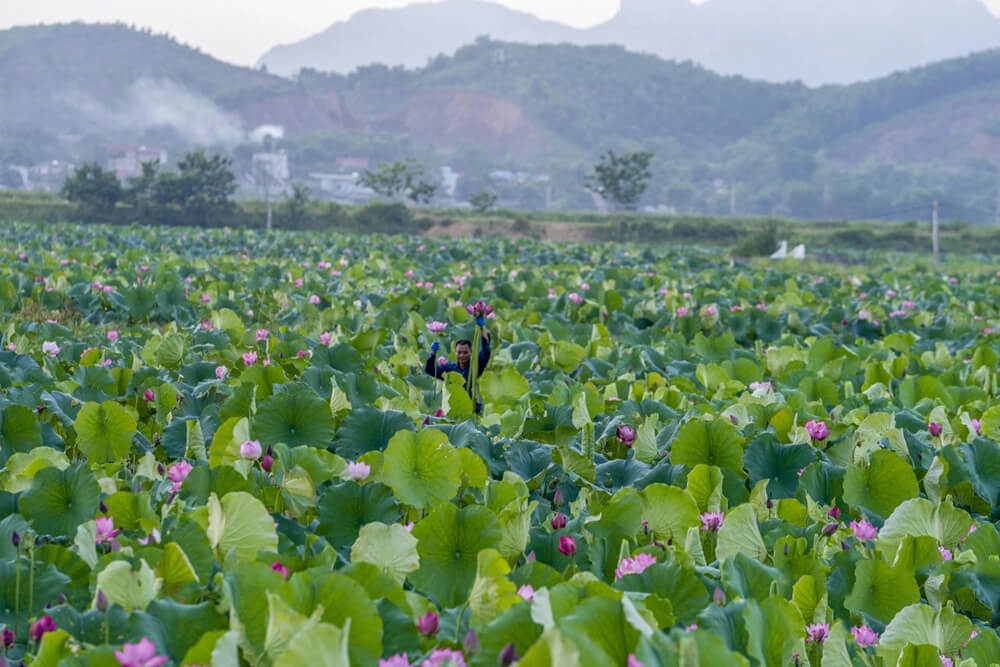 HTX Sản xuất và dịch vụ sen ngon Quảng Phương trồng sen theo quy trình VietGAP