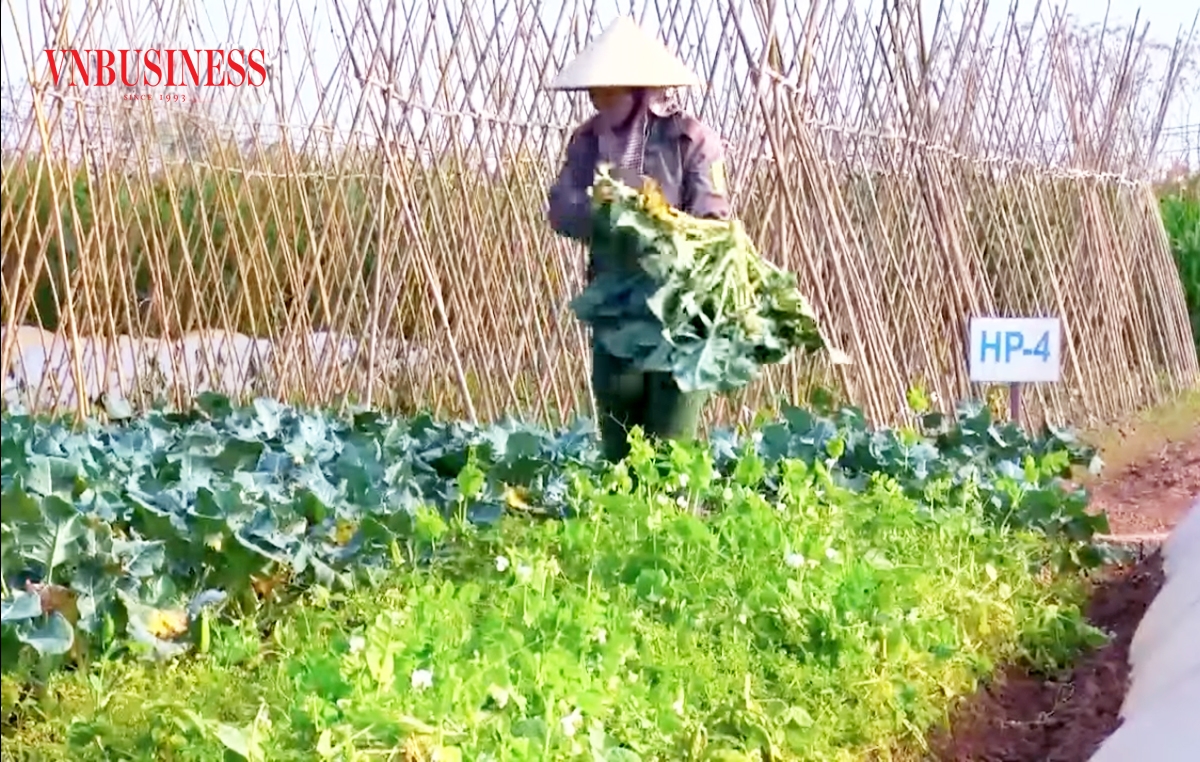 Sự đổi mới trong tư duy sản xuất giúp nông dân ở Hà Nam nâng cao thu nhập.