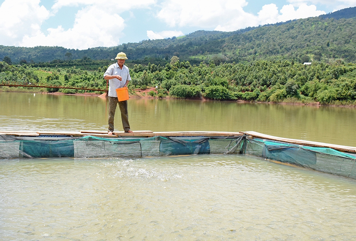 Nuôi cá lồng đang là mô hình kinh tế làm giàu cho nhiều hộ dân ở Đak Đoa.