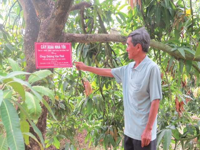 Mô hình cây xoài nhà tôi nếu được nhân rộng sẽ phù hợp với việc mua sắm thông minh, muốn sử dụng nông sản sạch của người tiêu dùng, nhất là người tiêu dùng trong độ tuổi từ 25-45.