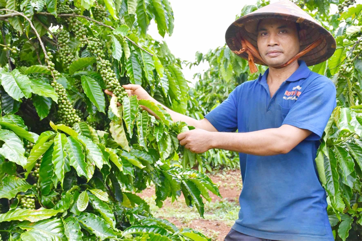 Huyện Đak Đoa sẽ tiếp tục thúc đẩy các cây trồng thế mạnh như cà phê để xóa đói, giảm nghèo, làm giàu cho người dân.