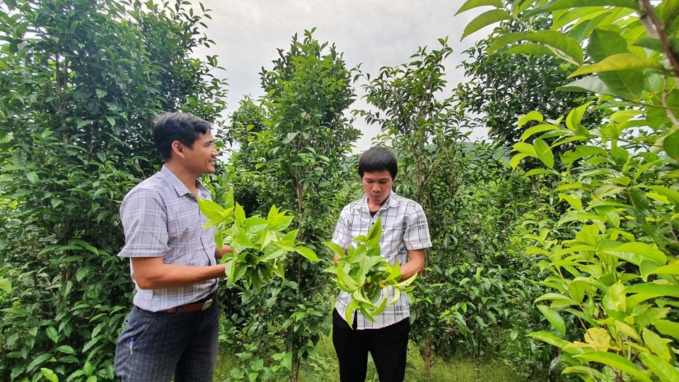 Kinh tế HTX đóng vai trò quan trọng trong tạo việc làm, nâng cao thu nhập, góp phần quan trọng vào quá trình xây dựng nông thôn mới và phát triển kinh tế-xã hội ở địa phương.