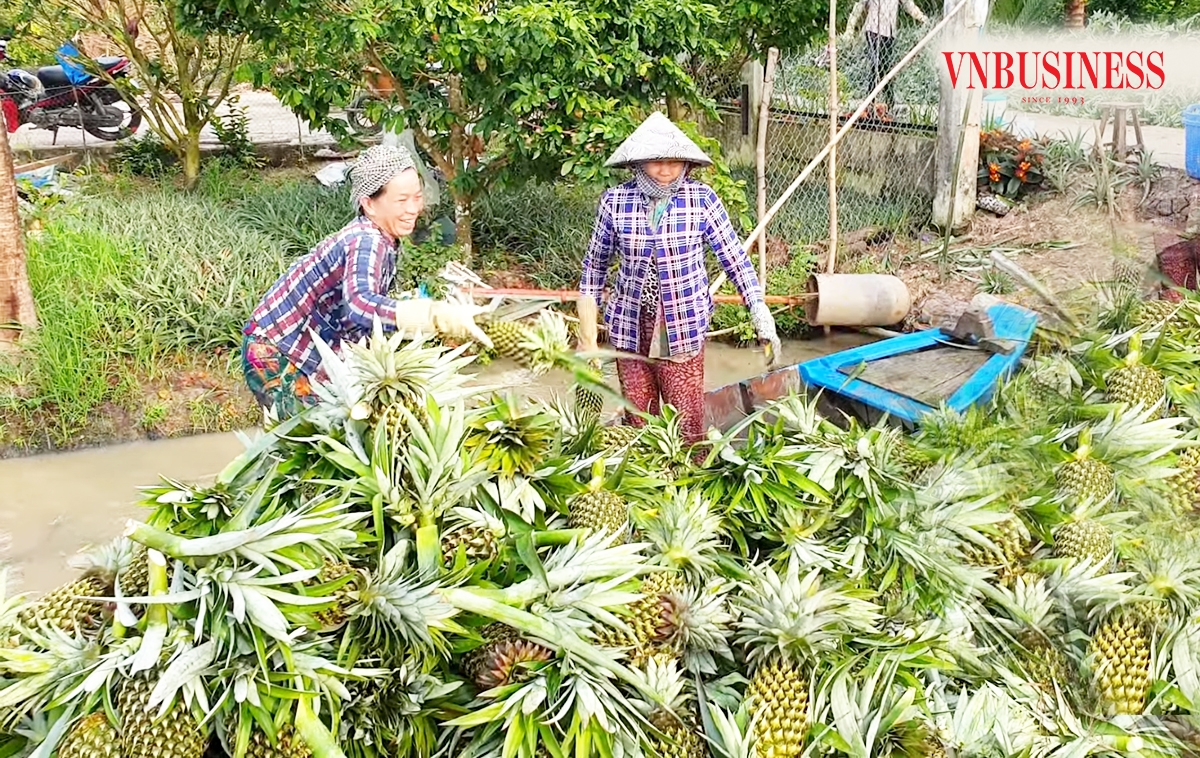 Hiệu quả từ các cây trồng thế mạnh giúp nông nghiệp, nông thôn Vị Thanh khởi sắc.