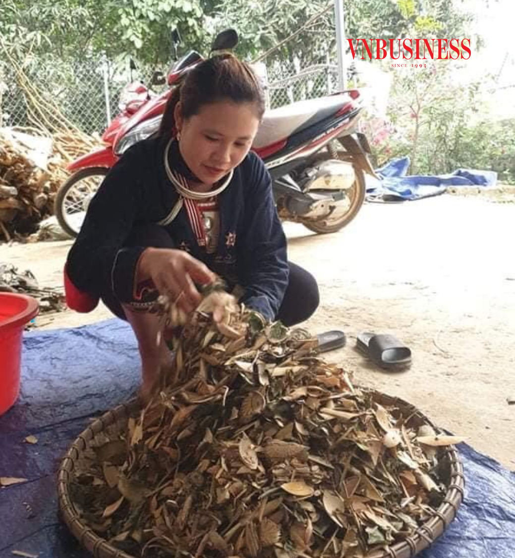 Mỗi bộ phận của cây rừng tạo nên sự phong phú trong thế giới thuốc quý hiếm của người Dao