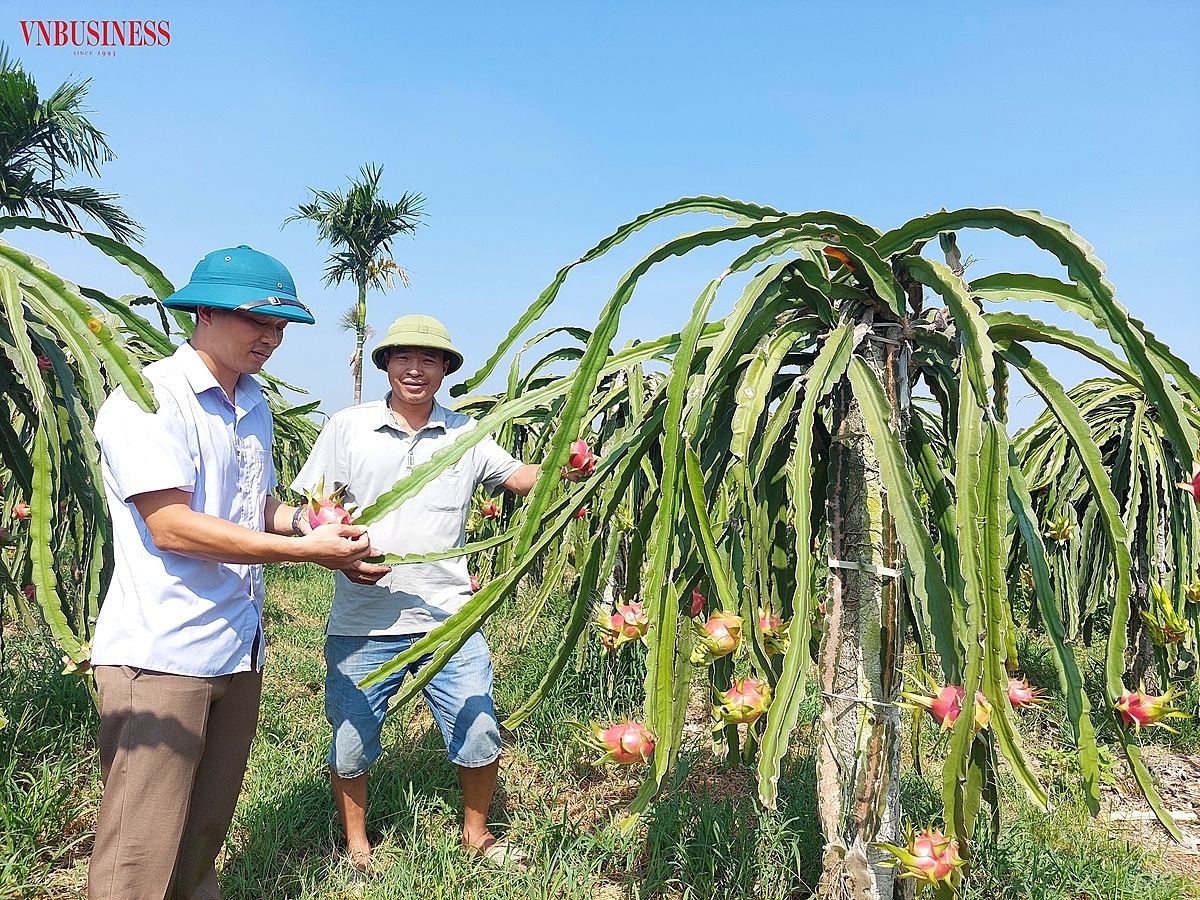 Chủ tịch Hội nông dân xã Bát Trang và lãnh đạo HTX đang trao đổi kỹ thuật chăm bón thanh long.
