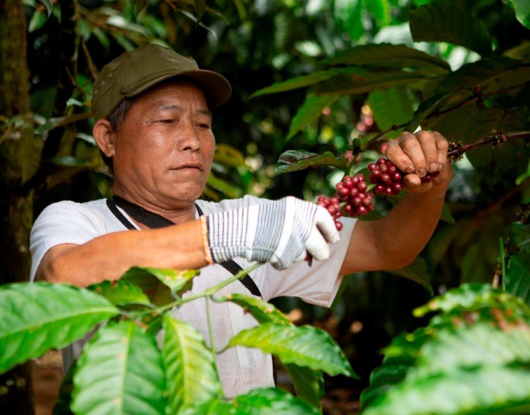 Thu hoạch cà phê chín 100% là cách làm của HTX Tiến Thành nhằm xây dựng những sản phẩm đặc trưng của địa phương.