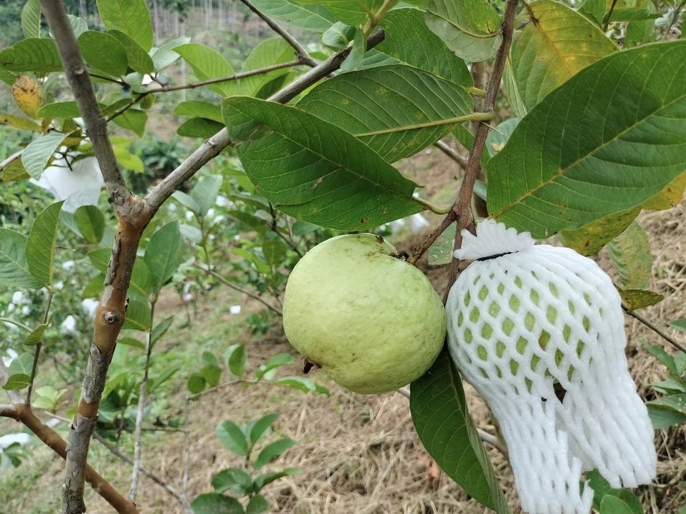 Ổi là một trong những sản phẩm chủ lực của HTX Nông nghiệp và Dịch vụ Sơn Liên.