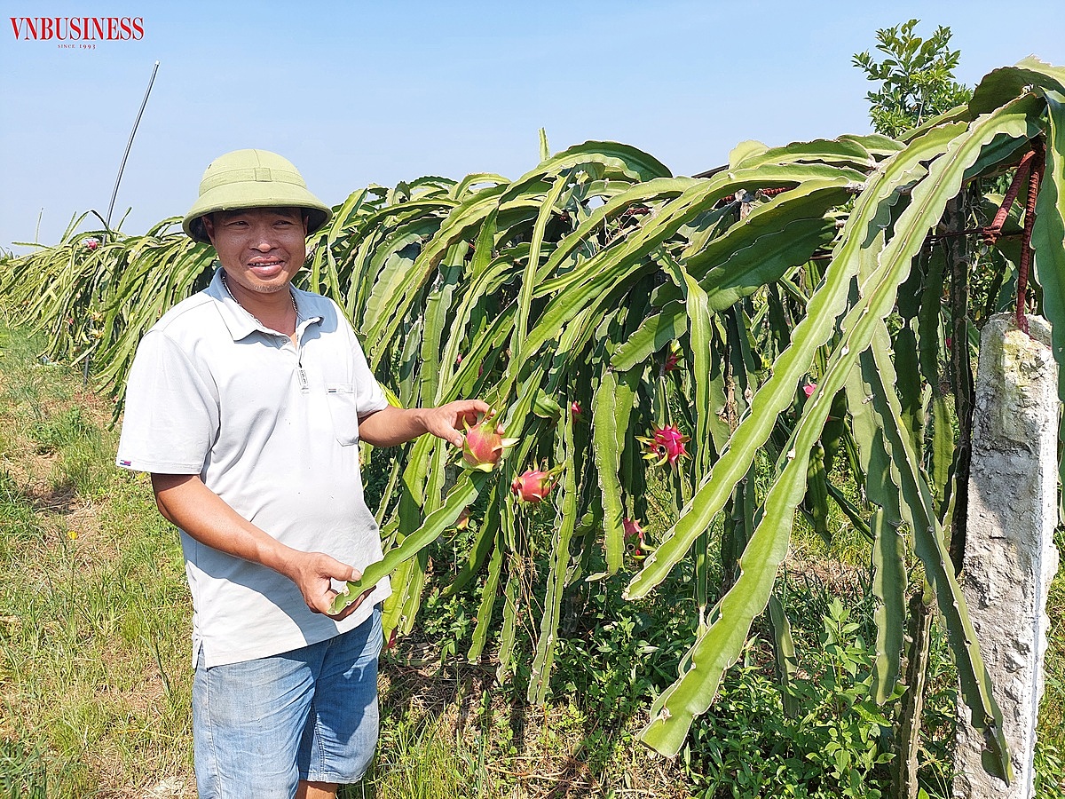 Theo anh Trường, những quả thanh long nhỏ, không đảm bảo tiêu chuẩn sẽ được hái bỏ bớt để tập trung cho cho các quả khác phát triển.