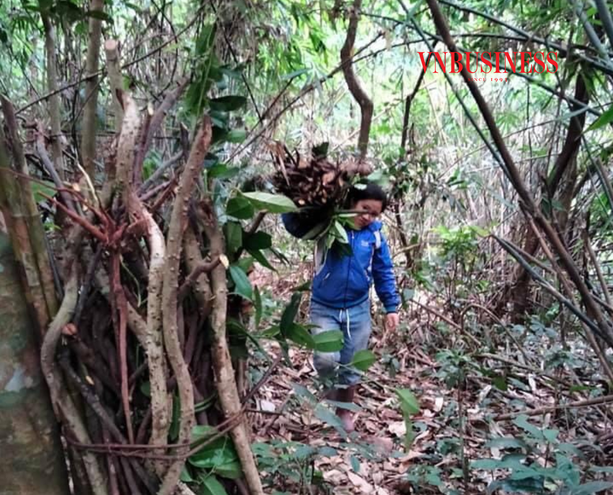 Thiên nhiên đã ban cho con người không ít loại dược liệu quý hiếm.