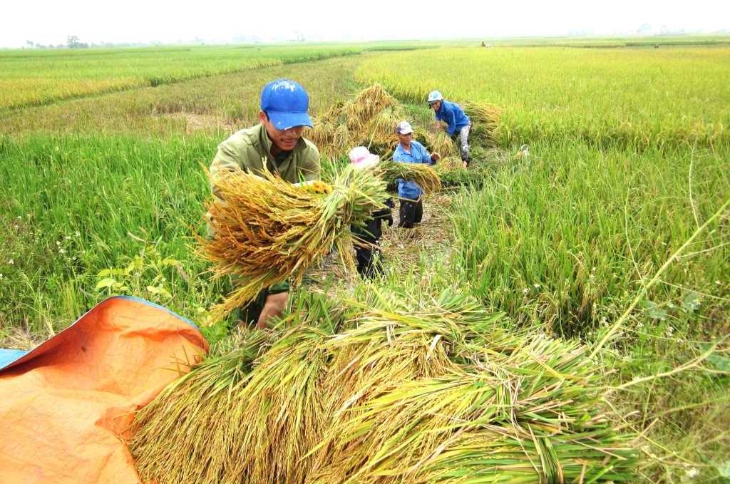 Thông qua liên kết với doanh nghiệp, HTX nông nghiệp Vinh Lợi đã mang lại nhiều lợi ích cho các thành viên khi canh tác lúa ST25.