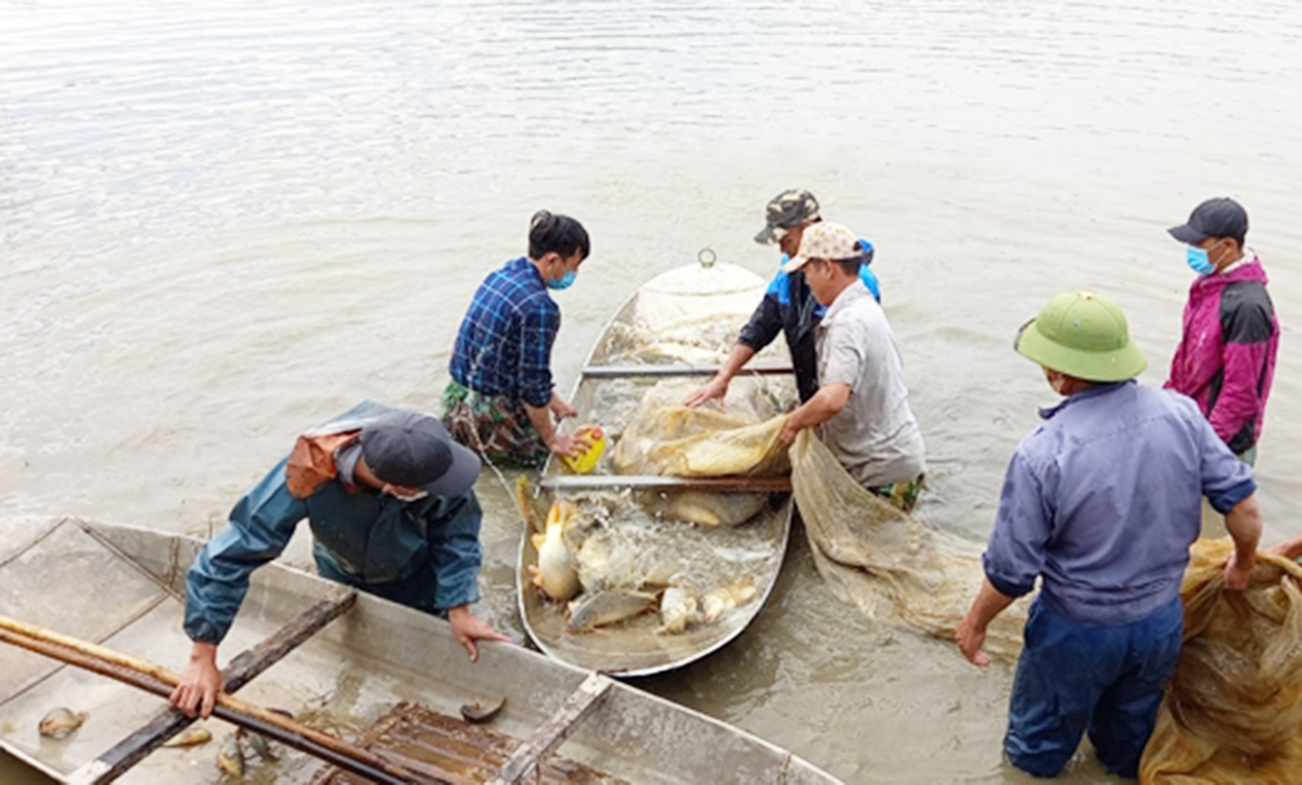 Nông dân Hà Trung thu hoạch cá để trả lại ruộng cho lúa hồi đầu năm 2023 &lpar;Ảnh: BTH&rpar;.