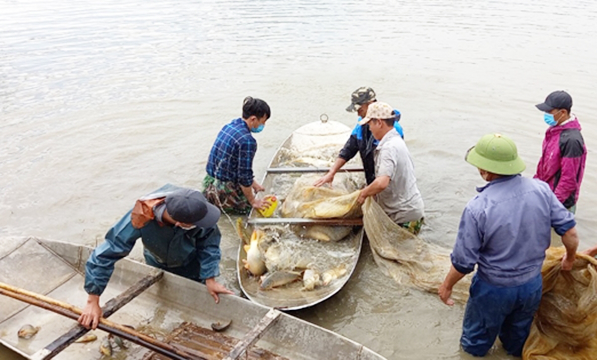 Nông dân Hà Trung thu hoạch cá để trả lại ruộng cho lúa hồi đầu năm 2023 &lpar;Ảnh: BTH&rpar;.
