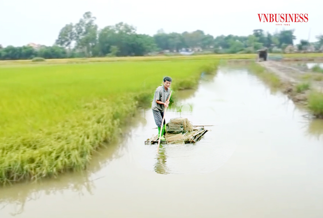 Mô hình cá - lúa đang trở thành mô hình kinh tế hiệu quả của nhiều nông dân ở huyện Hà Trung.