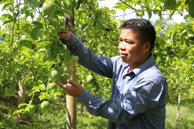 Nhiều mô hình HTX đã từng bước áp dụng khoa học kỹ thuật để mang lại hiệu quả kinh tế cao.