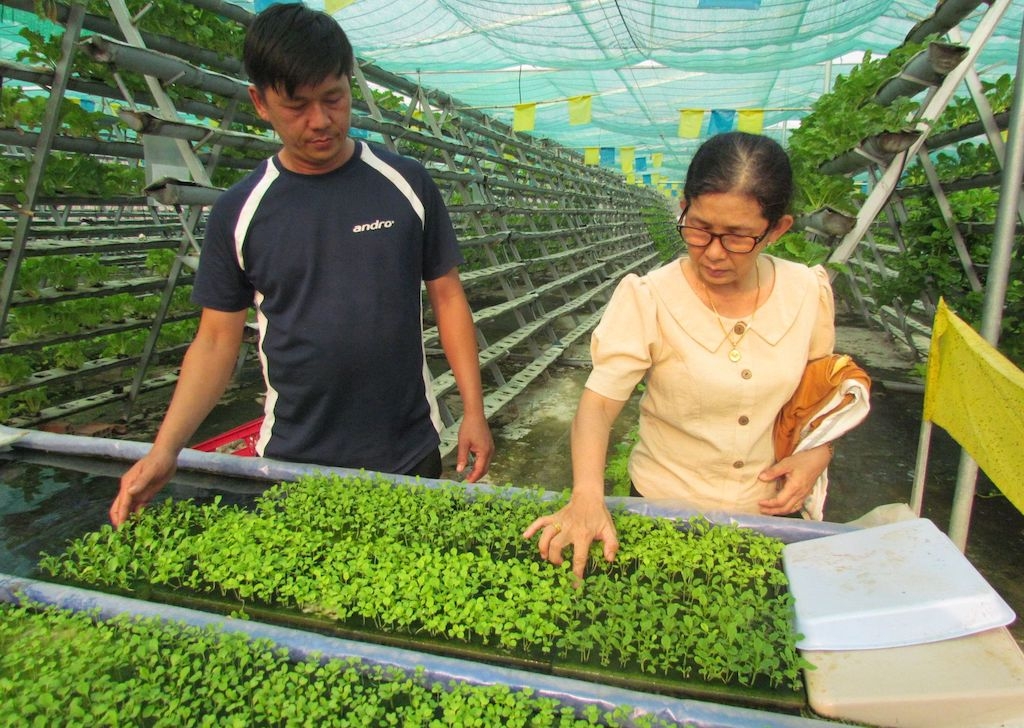 Mô hình trồng rau thủy canh của HTX nông nghiệp công nghệ cao Phước Hoàng An ở xã Phước Đông.
