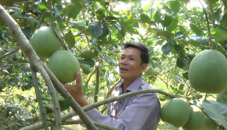 Người nông dân ở Bắc Tân Uyên ngày càng khấm khá nhờ tham gia vào các HTX trồng cây có múi.