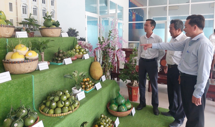 Các sản phẩm trái cây chủ lực của huyện Bắc Tân Uyên có sự đóng góp rất lớn từ các HTX, tổ hợp tác.