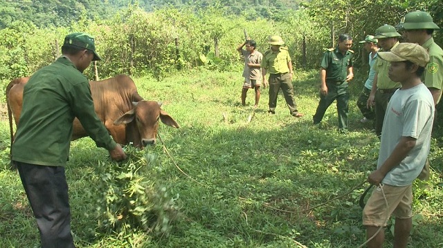 Tỉnh Quảng Bình đã đẩy mạnh phát triển chăn nuôi theo hướng công nghiệp và bán công nghiệp tập trung cho người dân vùng đệm.