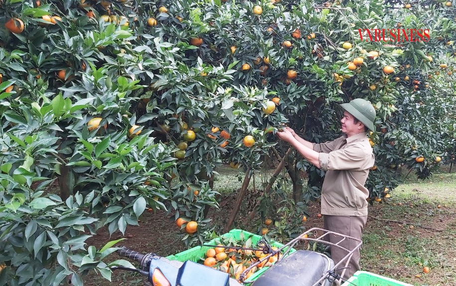 Bình quân hàng năm, mỗi thành viên có thu nhập khoảng 200-250 triệu đồng.