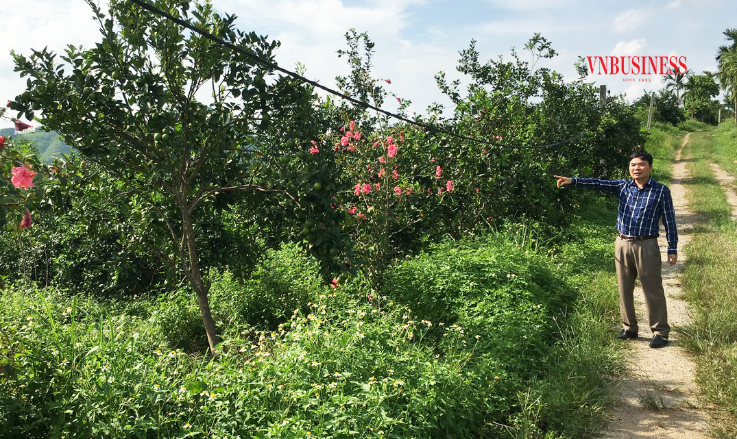 Quy trình trồng cam “kèm” cỏ đem lại lợi nhuận hàng tỷ đồng mỗi năm cho thành viên HTX nông nghiệp và thương mại Mường Động.