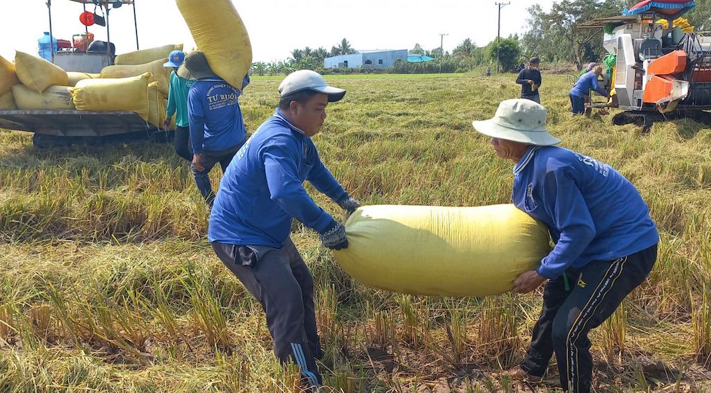 Tham gia HTX giúp mang lại lợi ích thiết thực cho các nông dân trồng lúa ở Hưng Thạnh.