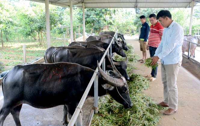 Chăm sóc trâu vỗ béo thương phẩm tại Yên Nguyên, huyện Chiêm Hóa, Tuyên Quang