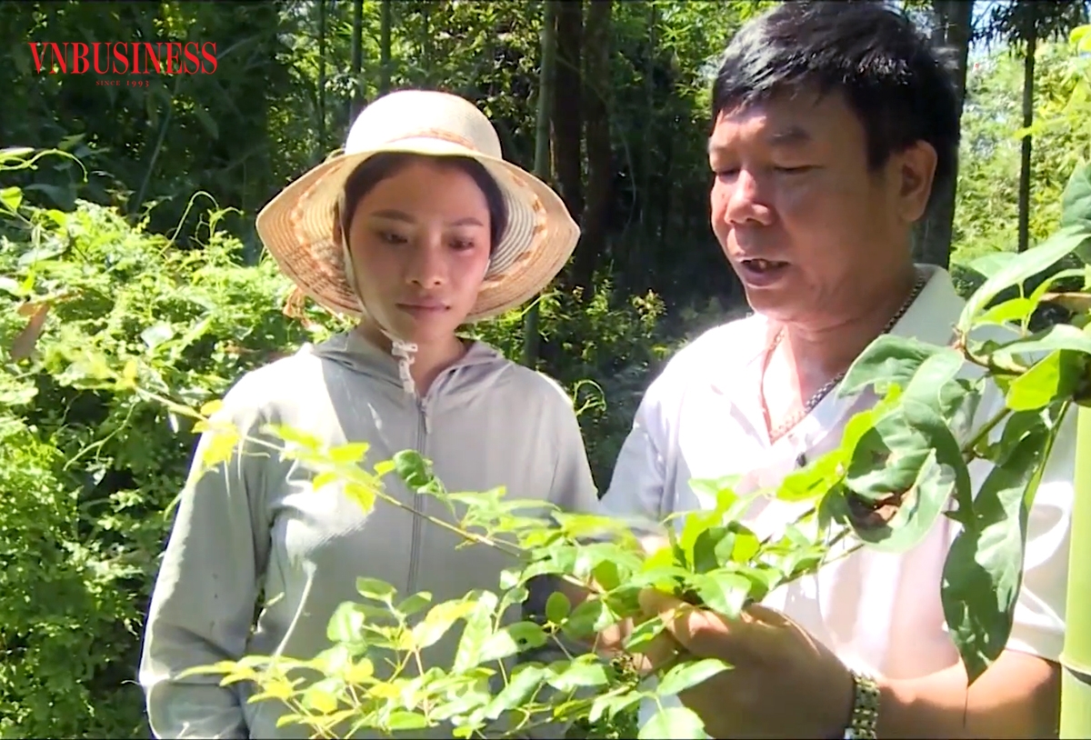 Với điểm tựa HTX, cây dược liệu đang trở thành cây xóa đói giảm nghèo ở Lào Cai.