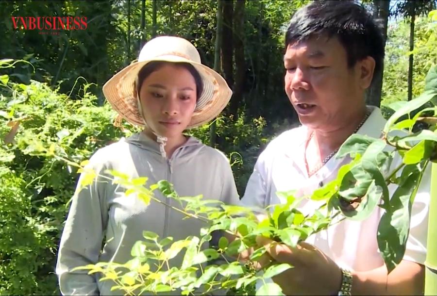 Với điểm tựa HTX, cây dược liệu đang trở thành cây xóa đói giảm nghèo ở Lào Cai.