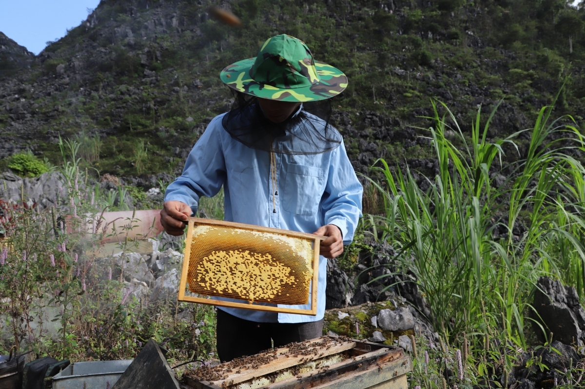 Nuôi ong được cho là phù hợp với điều kiện tự nhiên và nâng cao thu nhập cho người dân Mèo Vạc.