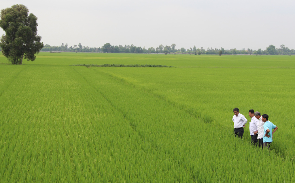 HTX nông nghiệp Gò Gòn thời gian qua đã liên kết với trên 5 doanh nghiệp để cung ứng vật tư đầu vào và bao tiêu đầu ra cho các thành viên, tổng diện tích trên 460ha.