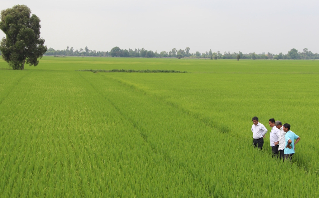 HTX nông nghiệp Gò Gòn thời gian qua đã liên kết với trên 5 doanh nghiệp để cung ứng vật tư đầu vào và bao tiêu đầu ra cho các thành viên, tổng diện tích trên 460ha.
