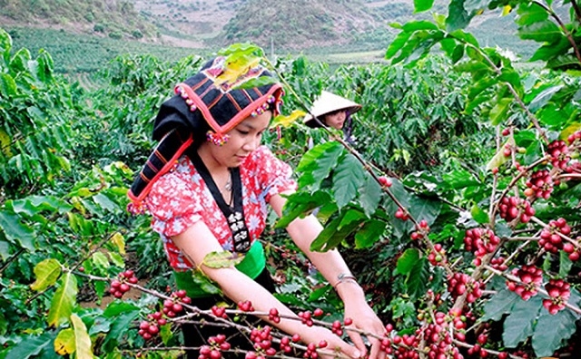 Các HTX trồng cà phê đã phát triển dòng sản phẩm cà phê đặc sản, cà phê chất lượng cao, từng bước xóa đói, giảm nghèo cho người dân địa phương.