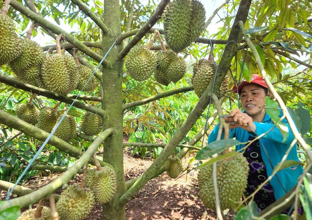 Trồng sầu riêng chuẩn VietGap ở HTX dịch vụ nông nghiệp Phú An giúp cho nhiều hộ dân địa phương có đời sống khấm khá.