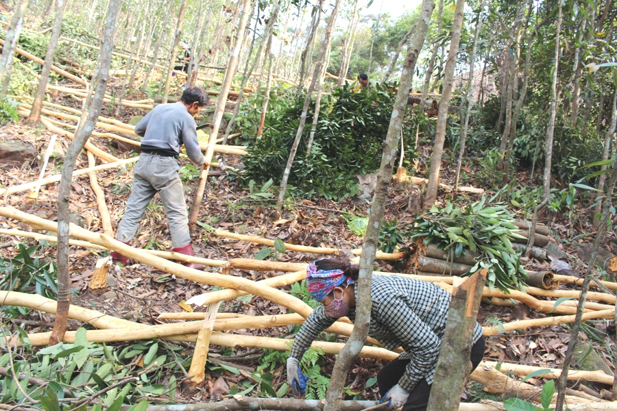 Quế đang là cây trồng chủ lực, giúp nhiều người dân nâng cao thu nhập và thoát nghèo.