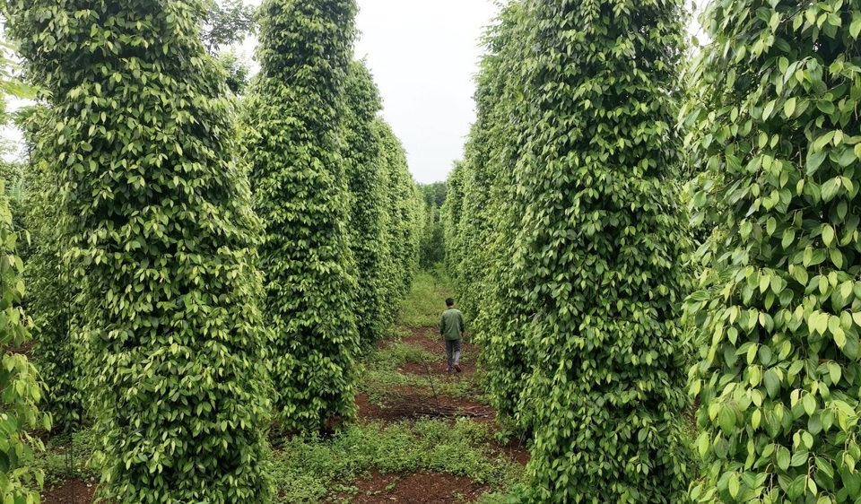 Sản lượng vụ thu hoạch tại các nước trồng tiêu chính thấp do thời tiết là một trong những yếu tố sẽ giúp giá tiêu hồi phục trong quý 4.