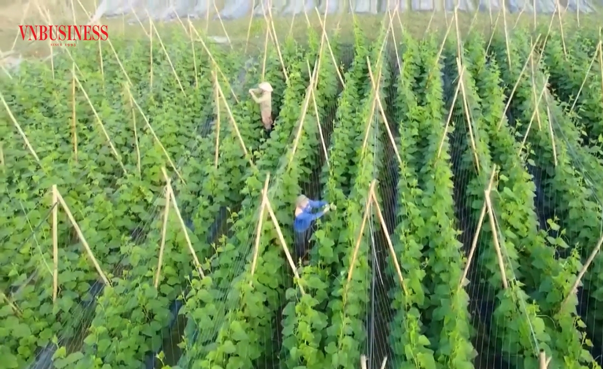 Nông nghiệp là điểm tựa trong xây dựng nông thôn mới huyện Đô Lương.