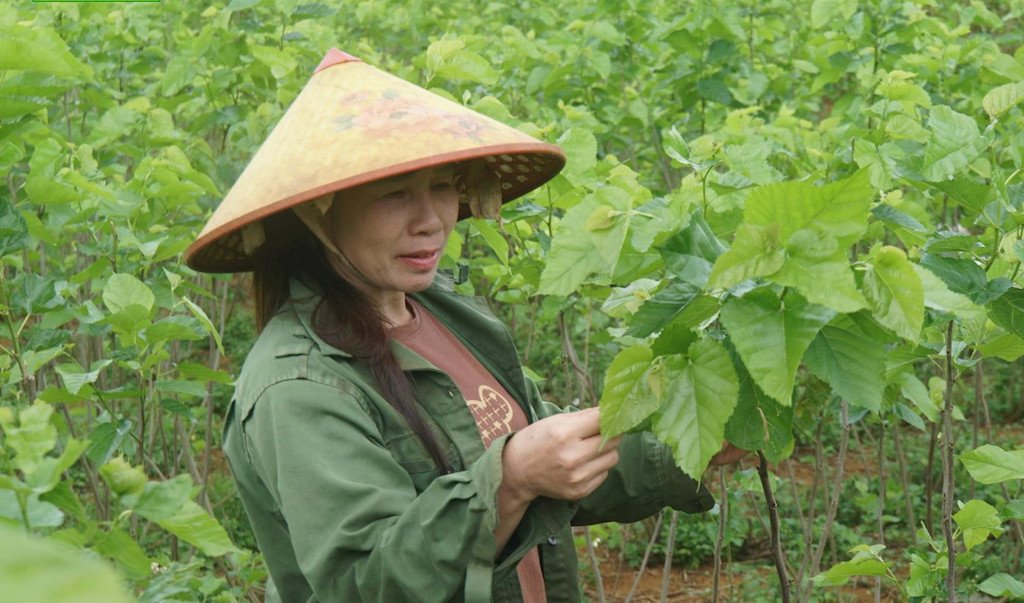 Ở xã Đắc Lua &lpar;huyện Tân Phú&rpar; đang có 300ha diện tích trồng dâu nuôi tằm với trên 50 hộ nuôi tằm.