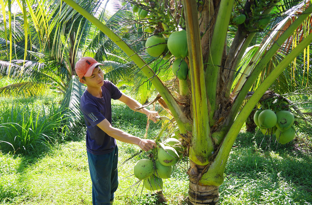 Mô hình trồng dừa hữu cơ của HTX nông nghiệp Châu Bình góp phần giúp giảm nhanh tỷ lệ hộ nghèo ở xã.