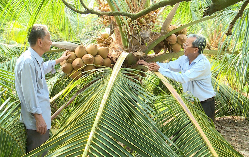 Tham gia vào HTX Dịch vụ nông nghiệp Công Bằng Hưng Lễ giúp nông dân trồng dừa có đời sống ngày càng khấm khá.