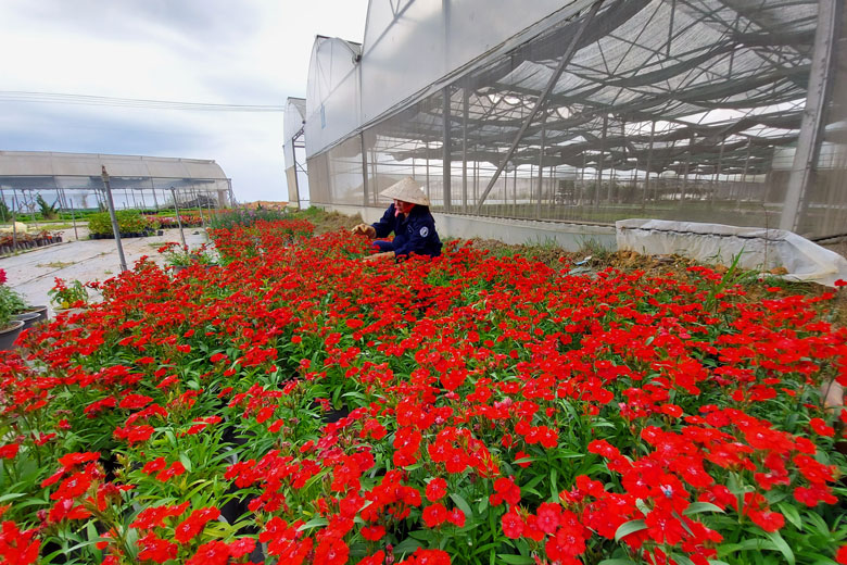 Chính sách đơn giản, thông thoáng sẽ giúp các HTX dễ tiếp cận, từ đó thích ứng với thị trường.