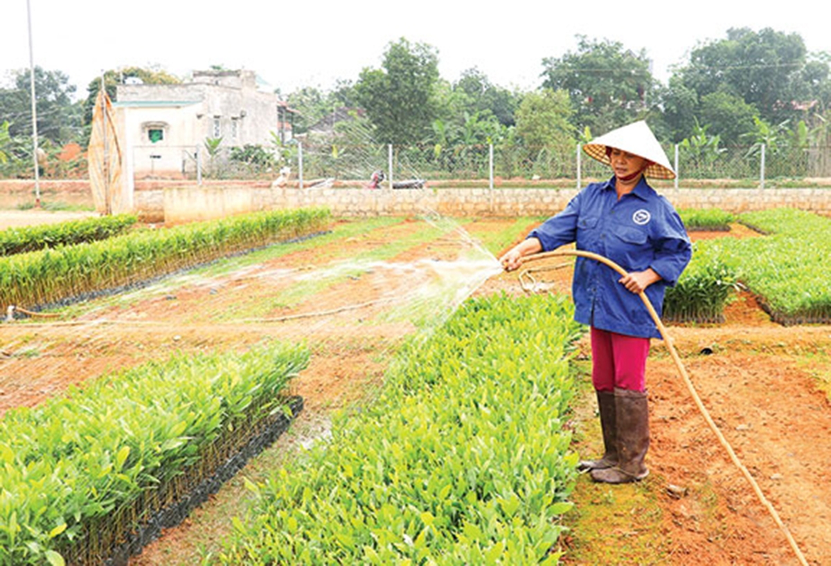 Triệu Sơn đang đẩy mạnh phát huy kinh tế rừng, vườn rừng để xóa đói giảm nghèo, làm giàu cho người dân &lpar;Ảnh: BTH&rpar;.
