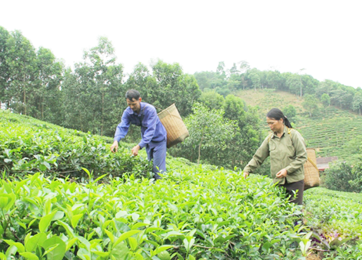 Chè VietGAP đang là cây xóa đói, giảm nghèo, làm giàu cho nhiều nông dân Triệu Sơn &lpar;Ảnh: BTH&rpar;.