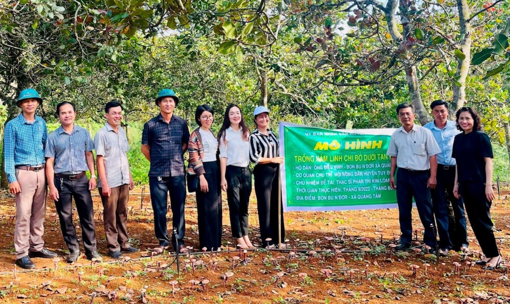Mô hình trồng nấm linh chi đỏ dưới tán cây điều ở xã Quảng Tâm &lpar;huyện Tuy Đức&rpar;.