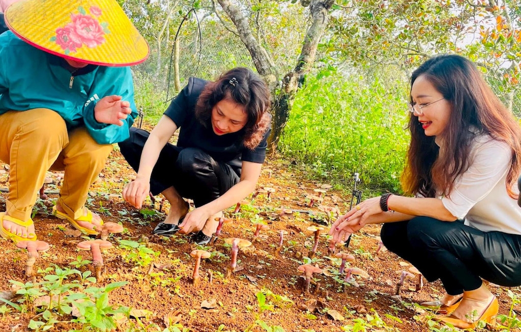 HTX nông lâm nghiệp vi sinh VOS Đắk Nông thực hiện mô hình trồng nấm linh chi dưới tán rừng ở xã Đăk Buk So &lpar;huyện Tuy Đức&rpar;.