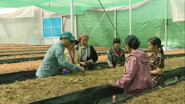 HTX đóng vai trò quan trọng trong công tác giảm nghèo ở Sìn Hồ.