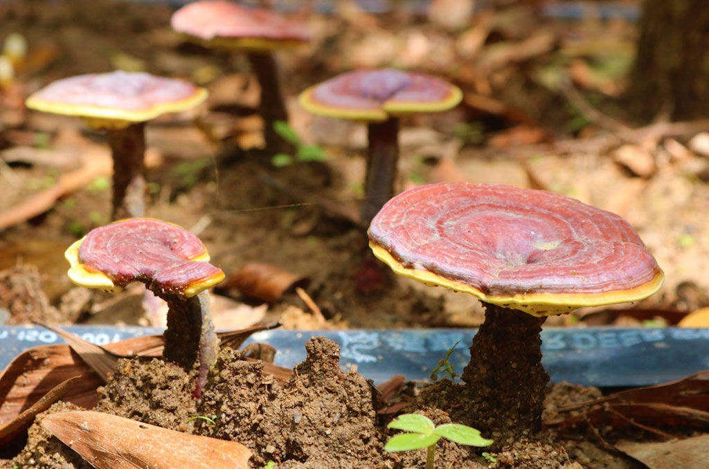 Trồng nấm linh chi dưới tán rừng được cho là phù hợp với điều kiện khí hậu, thổ nhưỡng cũng như tập quán canh tác tại huyện Tuy Đức.