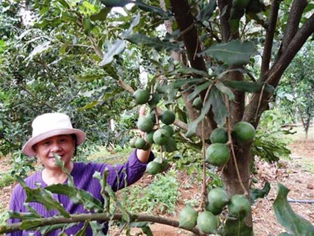 Các HTX, tổ hợp tác đã xây dựng vùng trồng mắc ca tập trung, mang lại cuộc sống ấm no cho thành viên và người dân.